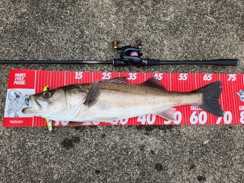 シーバスの釣果