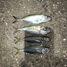 メアジ