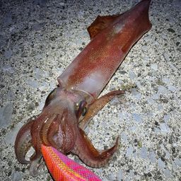 ケンサキイカ