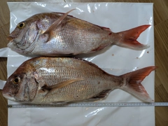 マダイの釣果