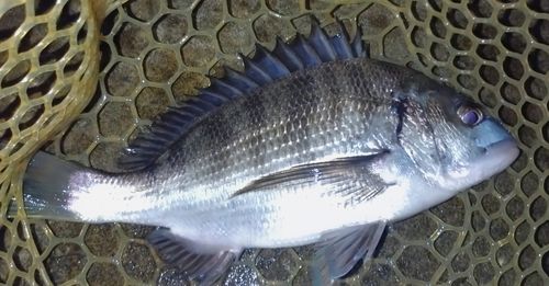 クロダイの釣果