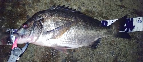 クロダイの釣果