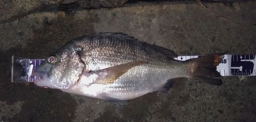 クロダイの釣果