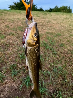 ニゴイの釣果