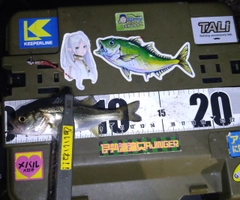 シーバスの釣果
