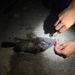 アイナメ