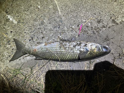ボラの釣果