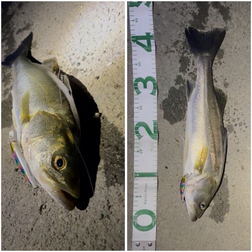 スズキの釣果