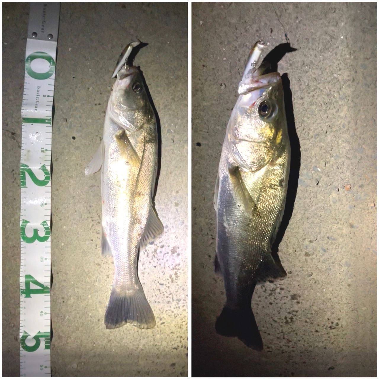 スズキ釣り 90cm超え!!巨大シーバス謎の入れ食いタイムに遭遇ァぁああ゛ぁあ