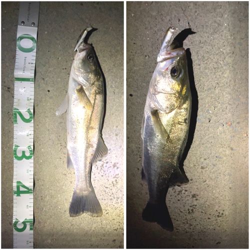 スズキの釣果