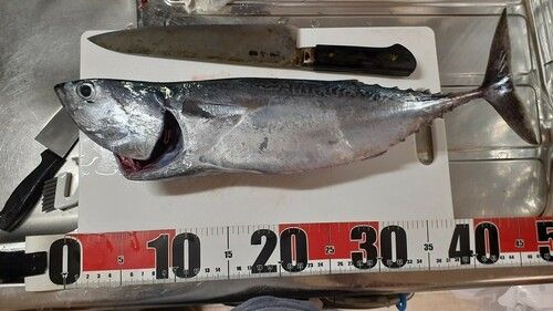 ソウダガツオの釣果