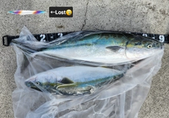 ブリの釣果
