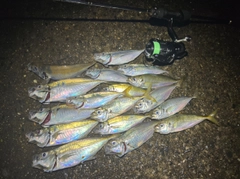 アジの釣果