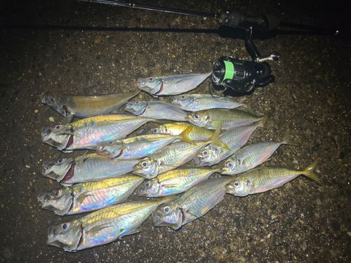アジの釣果