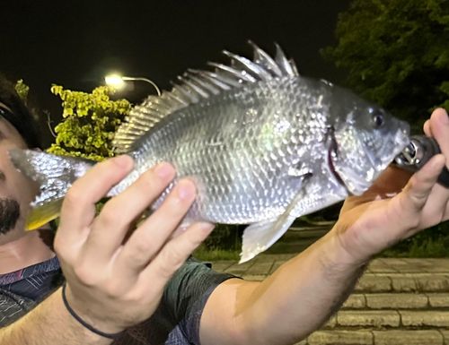 キビレの釣果