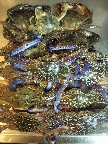 ワタリガニの釣果