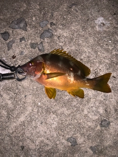 シブダイの釣果