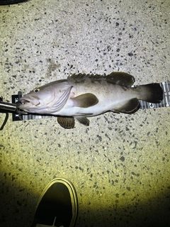 クエの釣果