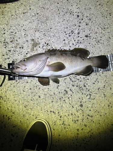 クエの釣果