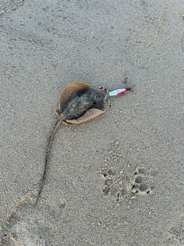 アカエイの釣果