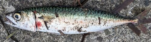 サバの釣果