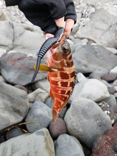 アカハタの釣果