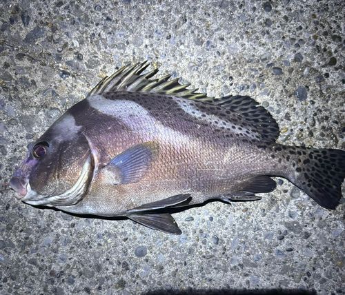 コショウダイの釣果