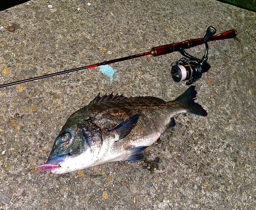 クロダイの釣果