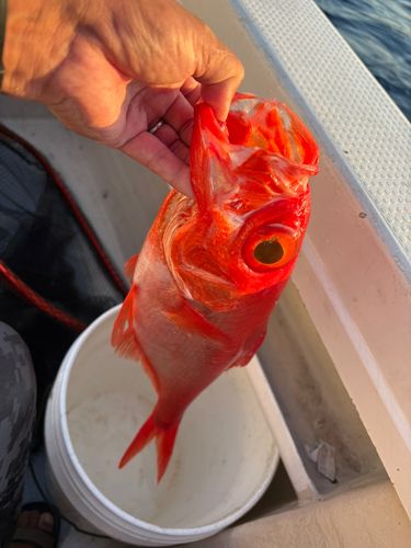 キンメダイの釣果