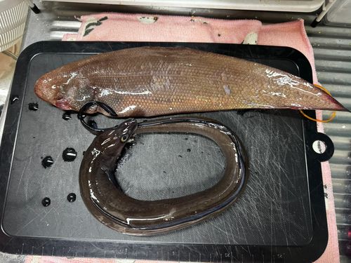 シタビラメの釣果