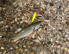 ボラの釣果