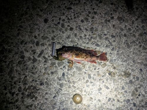 カサゴの釣果