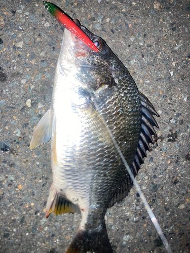 チヌの釣果