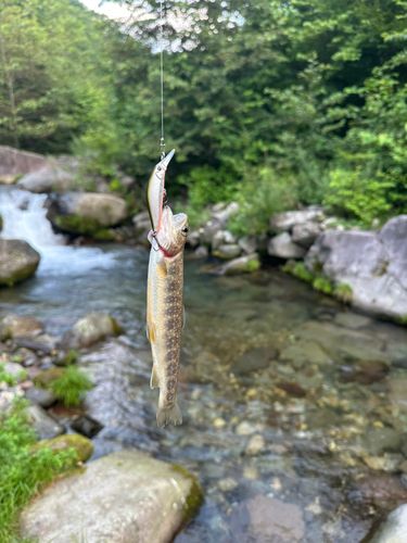 イワナの釣果