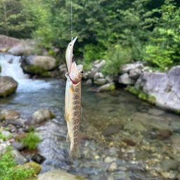 イワナ
