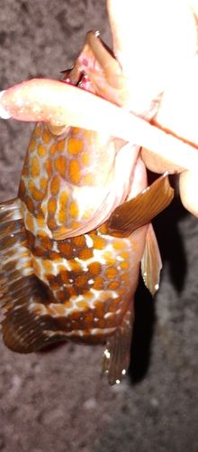 アコウの釣果