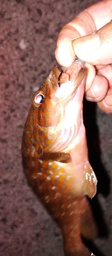 アコウの釣果