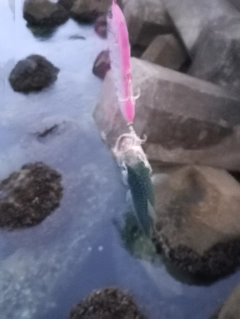 マサバの釣果