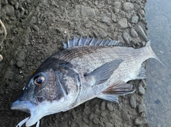 チヌの釣果
