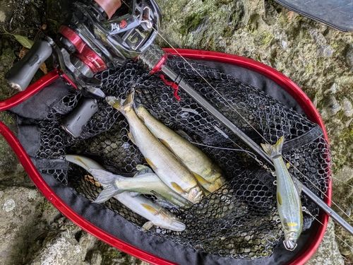 アユの釣果