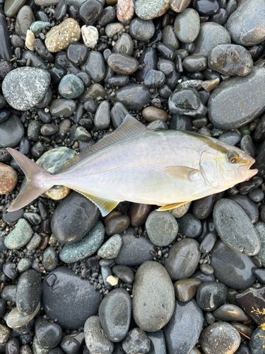ショゴの釣果