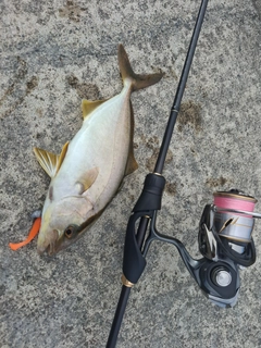 カンパチの釣果