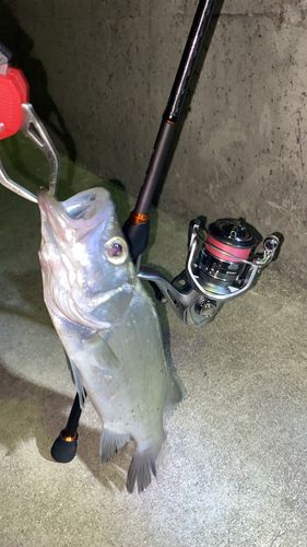 セイゴ（マルスズキ）の釣果