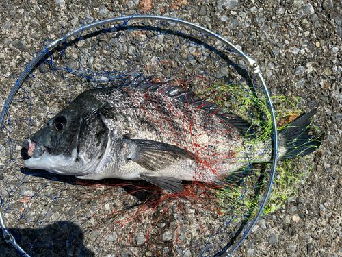 クロダイの釣果