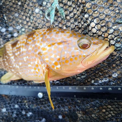 キジハタの釣果