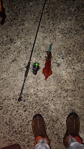 ケンサキイカの釣果