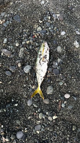釣果