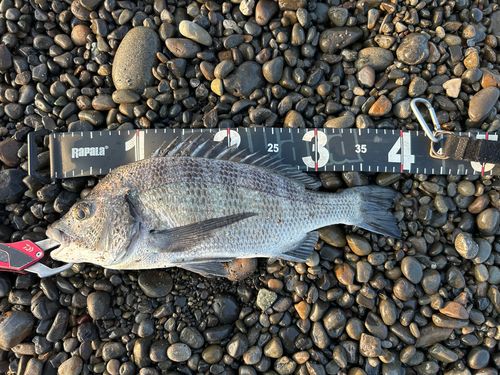 クロダイの釣果