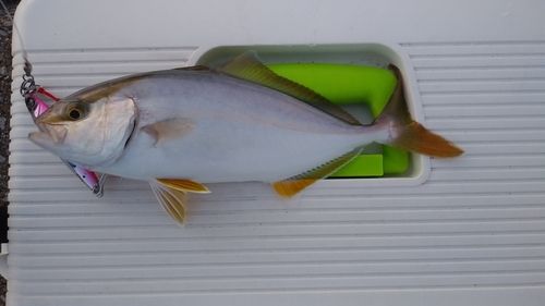 ショゴの釣果