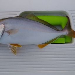 ショゴ